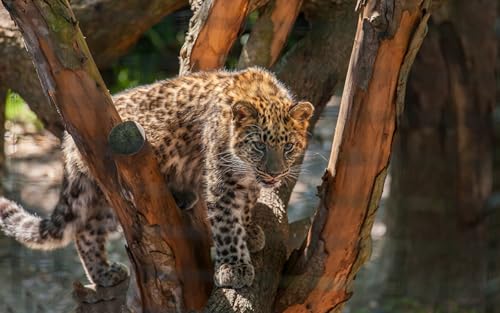 OZLHSP Spiel des Jahres Erwachsene Puzzle 1500 Teile Leoparden 87x57cm von OZLHSP