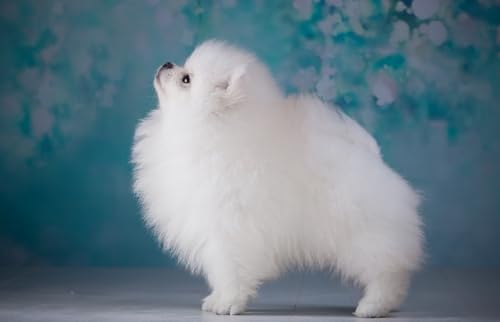 OZLHSP Spiel des Jahres Erwachsene Puzzle 1500 Teile Spitztier 87x57cm OZLHSP Spiel des Jahres Erwachsene Puzzle 1500 Teile Spitztier 87x57cm von OZLHSP