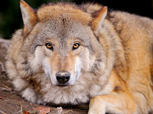 OZLHSP Spiel des Jahres Erwachsene Puzzle 1500 Teile Tier 87x57cm OZLHSP Spiel des Jahres Erwachsene Puzzle 1500 Teile Tier 87x57cm von OZLHSP