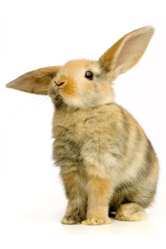 OZLHSP Spiel des Jahres Erwachsene Puzzle 1500 Teile Tiere 87x57cm OZLHSP Spiel des Jahres Erwachsene Puzzle 1500 Teile Tiere 87x57cm von OZLHSP