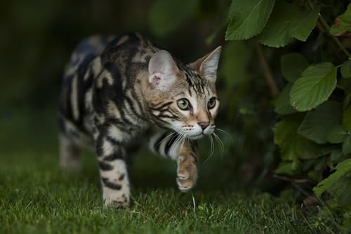 OZLHSP Spiel des Jahres Erwachsene Puzzle 500 Teile Bengalkatze Tier 52x38cm von OZLHSP