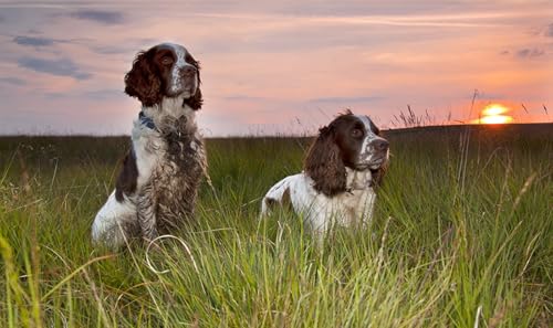 OZLHSP Spiel des Jahres Erwachsene Puzzle 500 Teile Spaniel Tier 52x38cm OZLHSP Spiel des Jahres Erwachsene Puzzle 500 Teile Spaniel Tier 52x38cm von OZLHSP