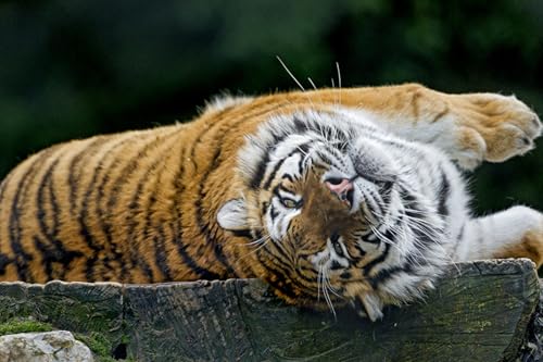 OZLHSP Spiel des Jahres Erwachsene Puzzle 500 Teile Tigertiere 52x38cm OZLHSP Spiel des Jahres Erwachsene Puzzle 500 Teile Tigertiere 52x38cm von OZLHSP