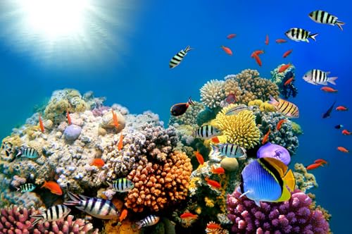 OZLHSP Spiel des Jahres Puzzle 1000 Teile Fische Tiere 75x50cm OZLHSP Spiel des Jahres Puzzle 1000 Teile Fische Tiere 75x50cm von OZLHSP