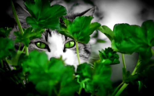 OZLHSP Spiel des Jahres Puzzle 1000 Teile Katzentiere 75x50cm von OZLHSP