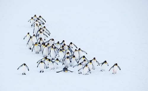 OZLHSP Spiel des Jahres Puzzle 1000 Teile Pinguine Tier 75x50cm von OZLHSP
