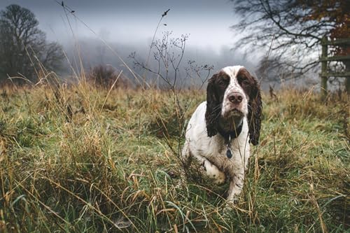OZLHSP Spiel des Jahres Puzzle 1000 Teile Spaniel-Tiere 75x50cm von OZLHSP
