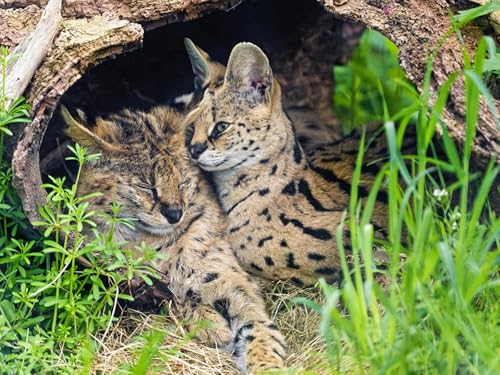 OZLHSP Spiel des Jahres Puzzle 1500 Teile Jungen 87x57cm OZLHSP Spiel des Jahres Puzzle 1500 Teile Jungen 87x57cm von OZLHSP