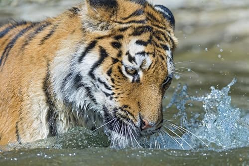 OZLHSP Spiel des Jahres Puzzle 1500 Teile Tiger Großkatzen 87x57cm von OZLHSP