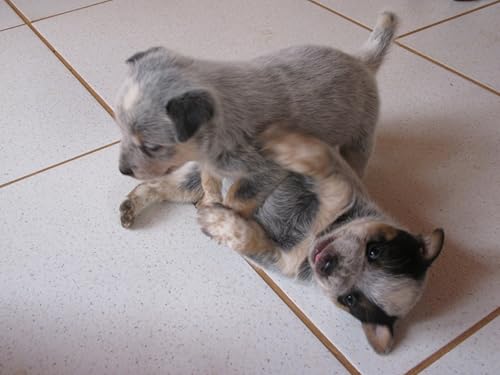 OZLHSP Spiel des Jahres Puzzle 500 Teile Australian Cattle Dog Welpe 52x38cm OZLHSP Spiel des Jahres Puzzle 500 Teile Australian Cattle Dog Welpe 52x38cm von OZLHSP