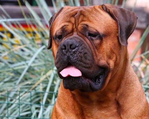 OZLHSP Spiel des Jahres Puzzle 500 Teile Boxer Tiere 52x38cm von OZLHSP