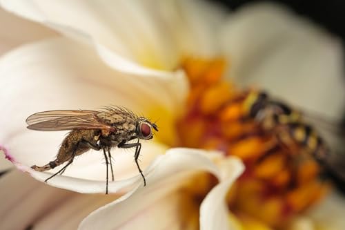OZLHSP Spiel des Jahres Puzzle 500 Teile Fliegen Insekten Tiere 52x38cm von OZLHSP