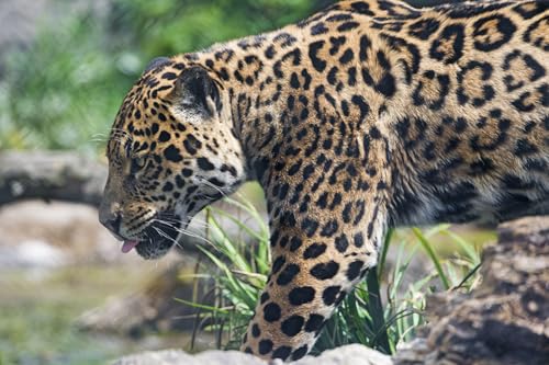 OZLHSP Spiel des Jahres Puzzle 500 Teile Jaguare Große Tiere 52x38cm von OZLHSP
