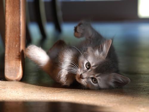 OZLHSP Spiel des Jahres Puzzle 500 Teile Kätzchen Tier 52x38cm OZLHSP Spiel des Jahres Puzzle 500 Teile Kätzchen Tier 52x38cm von OZLHSP