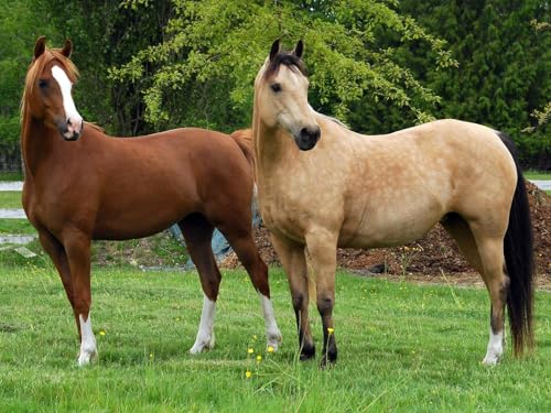 OZLHSP Spiel des Jahres Puzzle 500 Teile Pferd Tier 52x38cm OZLHSP Spiel des Jahres Puzzle 500 Teile Pferd Tier 52x38cm von OZLHSP