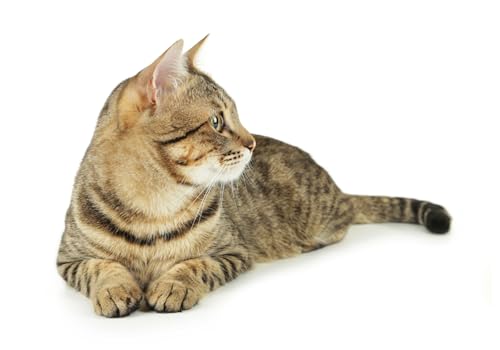 OZLHSP Spiel des Jahres Puzzle 500 Teile Tier 52x38cm OZLHSP Spiel des Jahres Puzzle 500 Teile Tier 52x38cm von OZLHSP