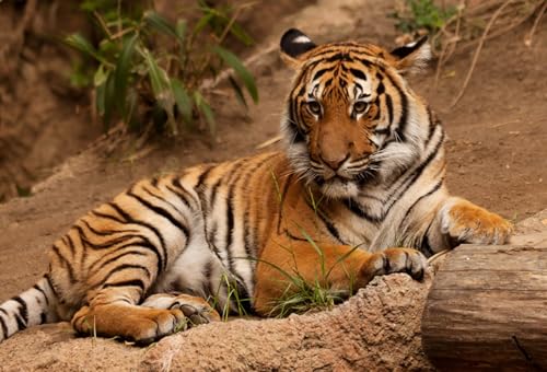 OZLHSP Spiel des Jahres Puzzle 500 Teile Tiger Großkatzen Tier 52x38cm von OZLHSP
