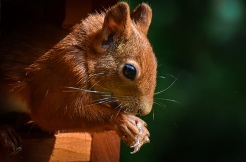 OZLHSP Spiel mädchen 3D Puzzle 1000 Teile Eichhörnchen Tier 75x50cm OZLHSP Spiel mädchen 3D Puzzle 1000 Teile Eichhörnchen Tier 75x50cm von OZLHSP