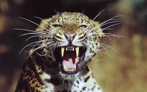 OZLHSP Spiel mädchen 3D Puzzle 1000 Teile Leopard Großkatzen Tier 75x50cm von OZLHSP