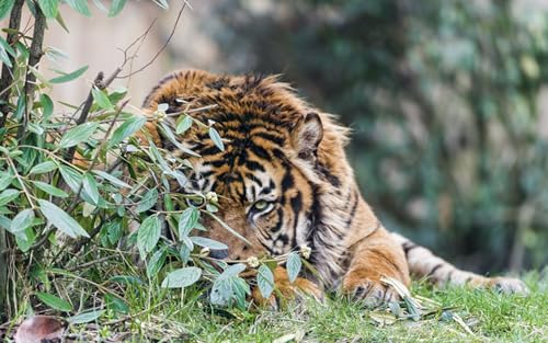 OZLHSP Spiel mädchen 3D Puzzle 1000 Teile Tiger Großkatzen Tier 75x50cm von OZLHSP