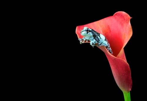 OZLHSP Spiel mädchen 3D Puzzle 1500 Teile Frosch Calla Tiere 87x57cm von OZLHSP