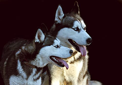 OZLHSP Spiel mädchen 3D Puzzle 1500 Teile Husky-Tiere 87x57cm von OZLHSP