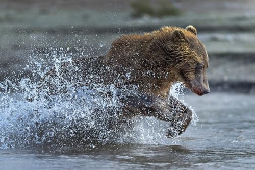 OZLHSP Spiele für Kinder 3D Puzzle 1000 Teile Braunbären 75x50cm OZLHSP Spiele für Kinder 3D Puzzle 1000 Teile Braunbären 75x50cm von OZLHSP