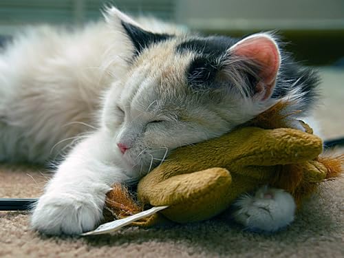 OZLHSP Spiele für Kinder 3D Puzzle 1000 Teile Katzen Tiere 75x50cm OZLHSP Spiele für Kinder 3D Puzzle 1000 Teile Katzen Tiere 75x50cm von OZLHSP