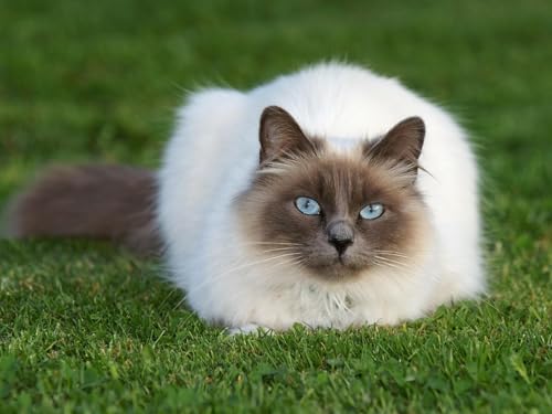 OZLHSP Spiele für Kinder 3D Puzzle 1000 Teile Katzentiere 75x50cm OZLHSP Spiele für Kinder 3D Puzzle 1000 Teile Katzentiere 75x50cm von OZLHSP