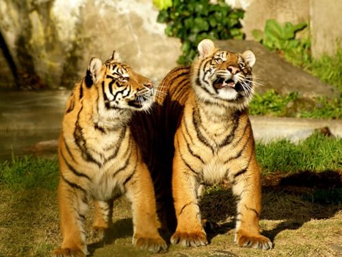OZLHSP Spiele für Kinder 3D Puzzle 1000 Teile Tiger Großkatzen Tier 75x50cm von OZLHSP