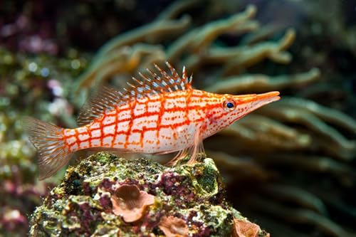 OZLHSP Spiele für Kinder 3D Puzzle 1500 Teile Fische Tiere 87x57cm von OZLHSP