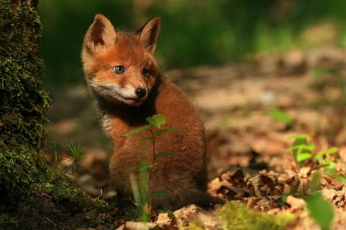 OZLHSP Spiele für Kinder 3D Puzzle 1500 Teile Fuchs Tier 87x57cm OZLHSP Spiele für Kinder 3D Puzzle 1500 Teile Fuchs Tier 87x57cm von OZLHSP