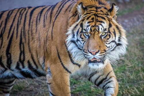 OZLHSP Spiele für Kinder 3D Puzzle 1500 Teile Tiere 87x57cm von OZLHSP