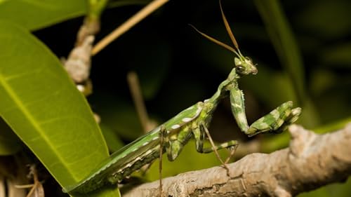 OZLHSP Spiele für Kinder 3D Puzzle 500 Teile Gottesanbeterin Tiere 52x38cm von OZLHSP