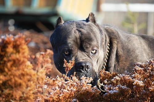 OZLHSP denkspiele für Erwachsene Puzzle 1000 Teile Cane Corso Cane Corso Tiere 75x50cm von OZLHSP