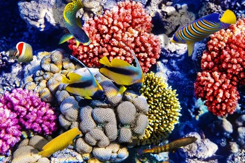OZLHSP denkspiele für Erwachsene Puzzle 1000 Teile Fische Tiere 75x50cm OZLHSP denkspiele für Erwachsene Puzzle 1000 Teile Fische Tiere 75x50cm von OZLHSP