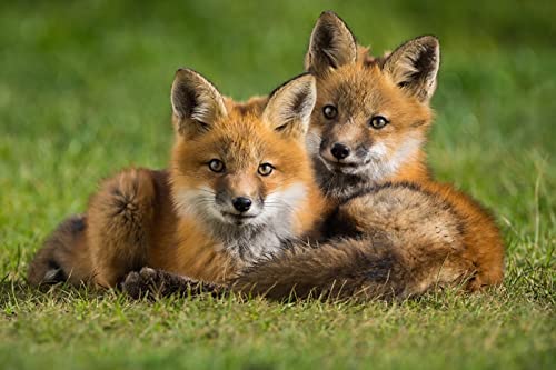 OZLHSP denkspiele für Erwachsene Puzzle 1000 Teile Fuchs Tier 75x50cm von OZLHSP