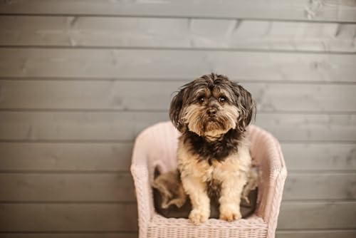 OZLHSP denkspiele für Erwachsene Puzzle 1000 Teile Havaneser Bichon Tier 75x50cm OZLHSP denkspiele für Erwachsene Puzzle 1000 Teile Havaneser Bichon Tier 75x50cm von OZLHSP