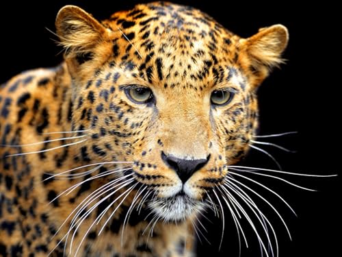 OZLHSP denkspiele für Erwachsene Puzzle 1000 Teile Jaguare Großkatzen Tier 75x50cm von OZLHSP