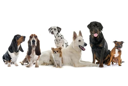 OZLHSP denkspiele für Erwachsene Puzzle 1000 Teile Schäferhund Chihuahua Rottweiler Dalmatiner Basset Hound 75x50cm von OZLHSP
