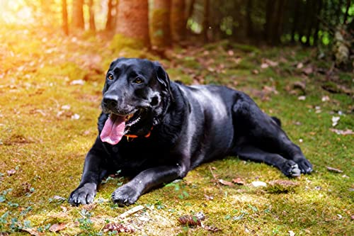 OZLHSP denkspiele für Erwachsene Puzzle 1000 Teile Tiere Retriever 75x50cm von OZLHSP