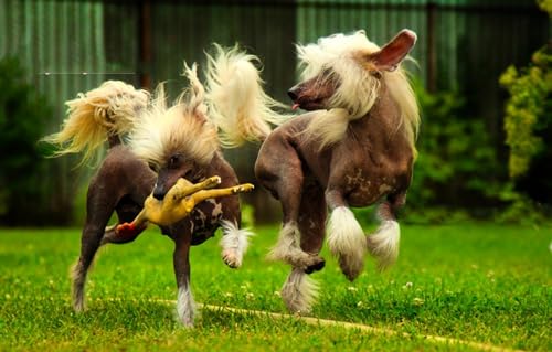 OZLHSP denkspiele für Erwachsene Puzzle 1500 Teile Chinesischer Schopfhund 87x57cm OZLHSP denkspiele für Erwachsene Puzzle 1500 Teile Chinesischer Schopfhund 87x57cm von OZLHSP