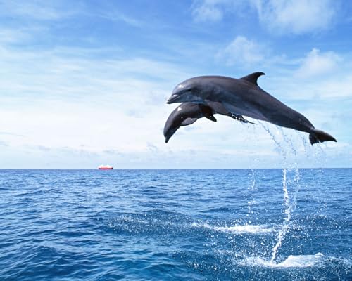 OZLHSP denkspiele für Erwachsene Puzzle 1500 Teile Delfine Tiere 87x57cm OZLHSP denkspiele für Erwachsene Puzzle 1500 Teile Delfine Tiere 87x57cm von OZLHSP