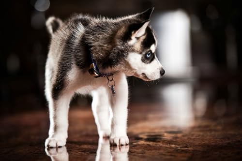 OZLHSP denkspiele für Erwachsene Puzzle 1500 Teile Husky-Welpentiere 87x57cm von OZLHSP