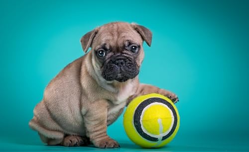 OZLHSP denkspiele für Erwachsene Puzzle 500 Teile Bulldogge Welpe Tier 52x38cm von OZLHSP