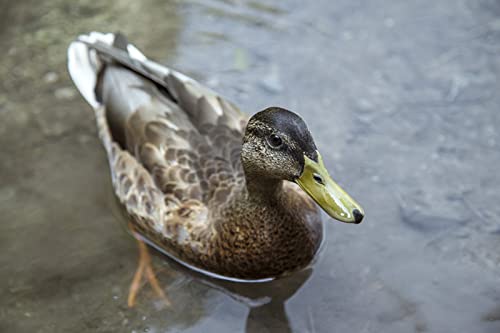 OZLHSP denkspiele für Erwachsene Puzzle 500 Teile Enten Tiere 52x38cm von OZLHSP