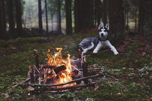 OZLHSP denkspiele für Erwachsene Puzzle 500 Teile Husky-Feuertiere 52x38cm von OZLHSP