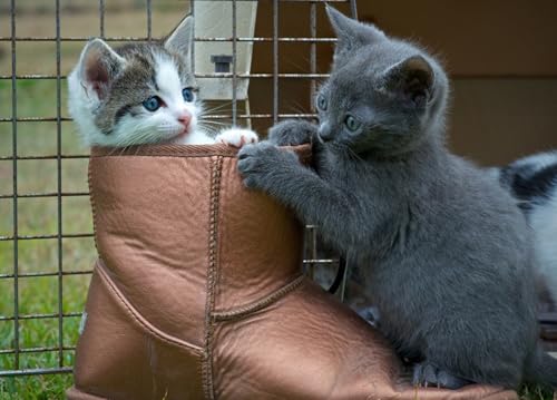 OZLHSP denkspiele für Erwachsene Puzzle 500 Teile Kätzchen Stiefeltiere 52x38cm OZLHSP denkspiele für Erwachsene Puzzle 500 Teile Kätzchen Stiefeltiere 52x38cm von OZLHSP