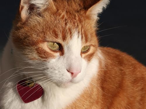 OZLHSP denkspiele für Erwachsene Puzzle 500 Teile Katzentiere 52x38cm OZLHSP denkspiele für Erwachsene Puzzle 500 Teile Katzentiere 52x38cm von OZLHSP