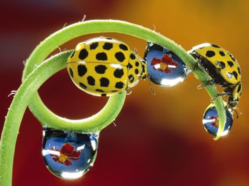 OZLHSP denkspiele für Erwachsene Puzzle 500 Teile Marienkäfer Insekten Tiere 52x38cm von OZLHSP